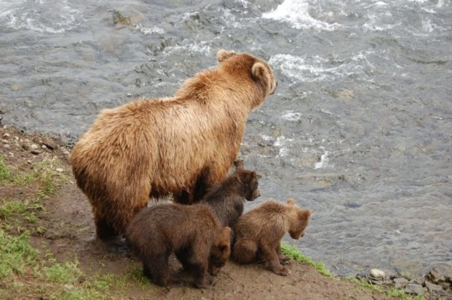Katmai National Park Bear Tour Greatland Adventures