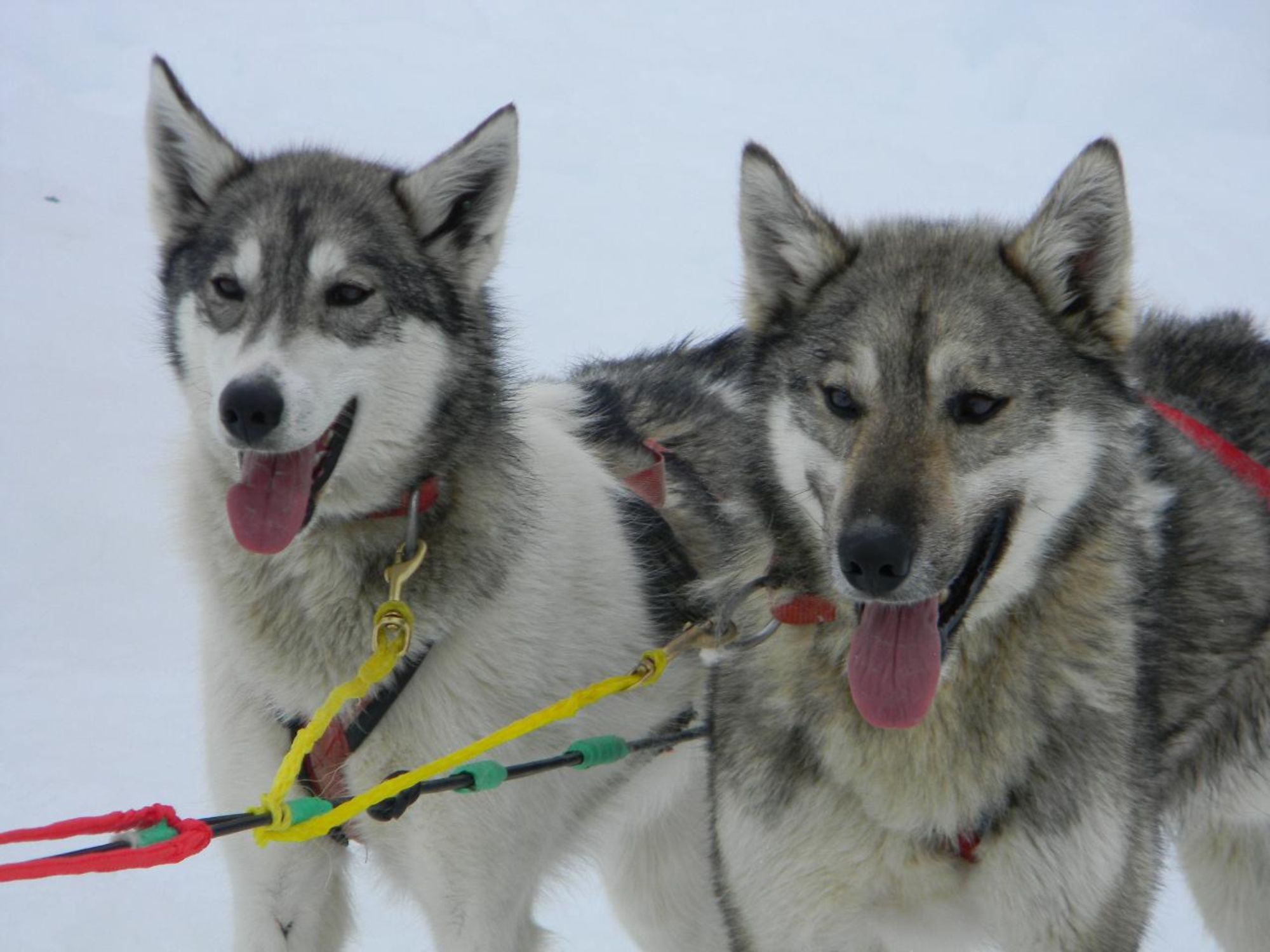 Sled Dog Musher Leggings - Siberian Husky & Alaskan Malamute